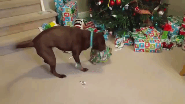 Chocolate Lab Dog Unwraps Giant Tennis Ball Christmas