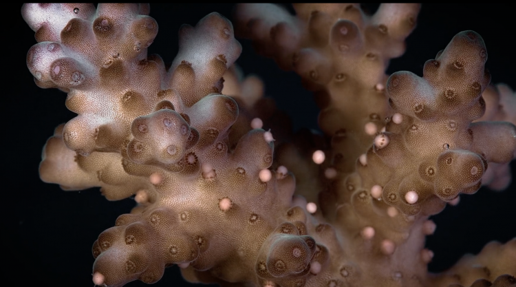 coral-spawning-e1512686550618.png