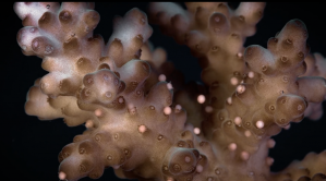 Coral Spawning