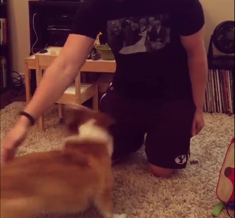 corgi-spin.jpg