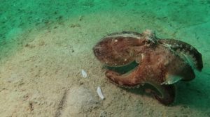 Tidy Octopus Tosses Shell
