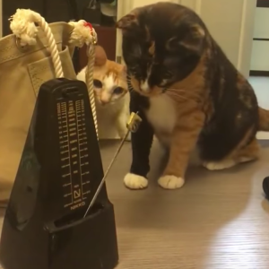 Curious Cats Metronome