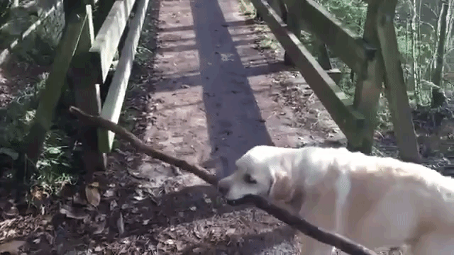 Dog Big Stick Narrow Bridge