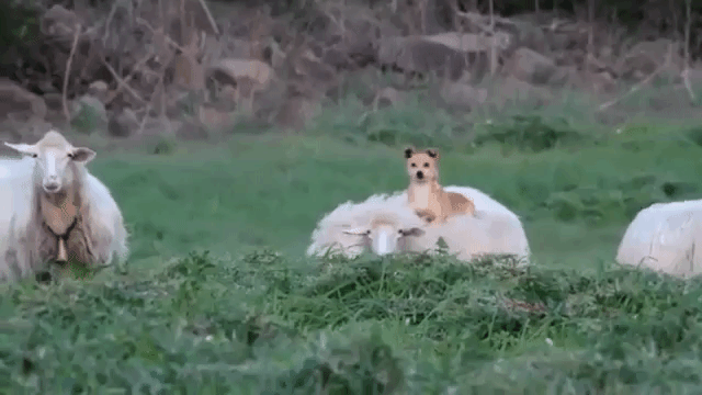 Dog on Sheeps Back