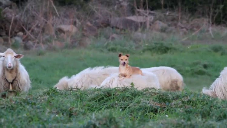 dog-on-sheeps-back.jpg