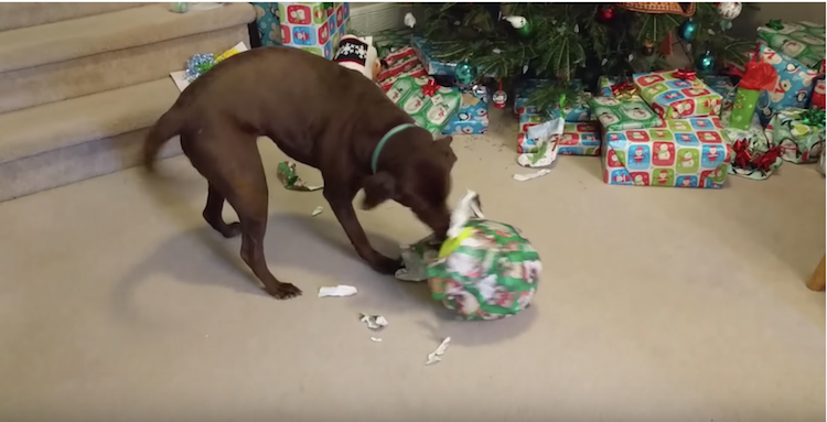 9 Dogs Who Can't Wait To Tear Open Christmas Gifts [VIDEOS] - DogTime