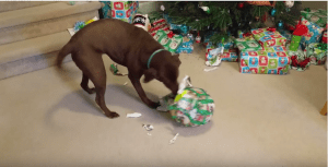 Dog Unwraps Giant Tennis Balls for Christmas