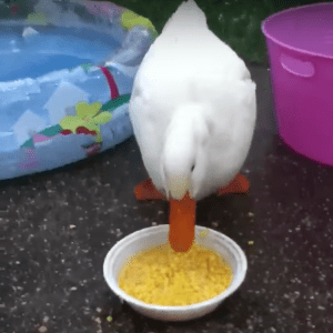 Duck Eating Corn