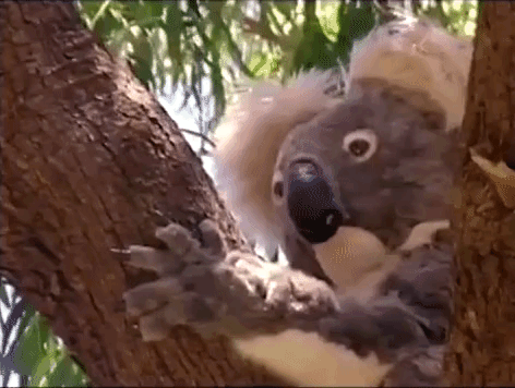 Expandable Koala Neck