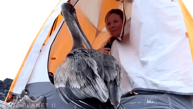 Galapagos Pelican Invades 