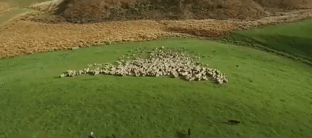 herding-sheep-in-hill-country-nz.gif