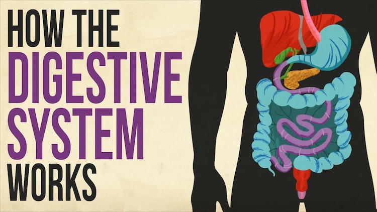 How The Human Digestive System Works In Order To Transport Necessary Nutrients To The Body And Brain 