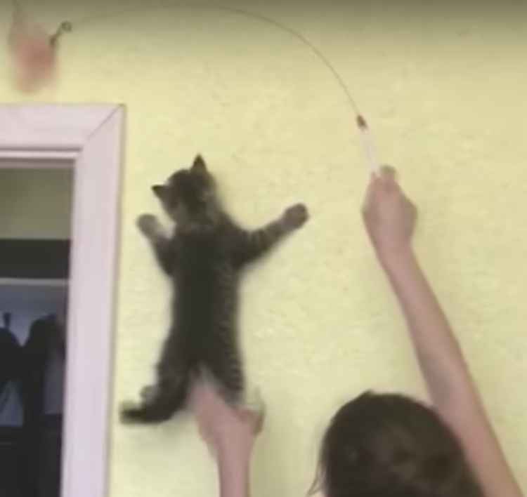 kitten-climbs-wall.png