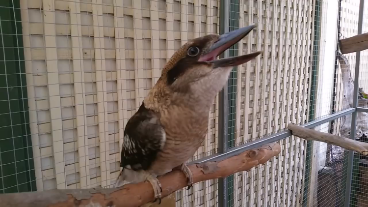 kookaburra-laughing.png