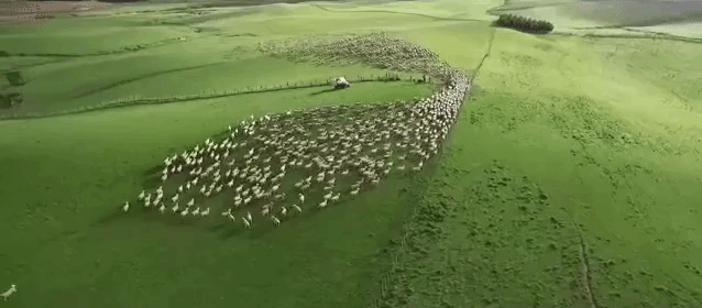 Lamb tries to Keep up with the Herd