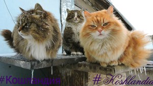 Long Haired Siberian Cats on a Farm