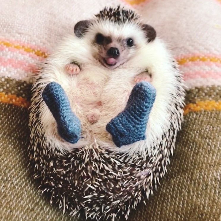 Mr Pokee Hedgehog New Blue Socks