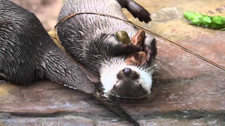 otter-juggling-rocks.jpg