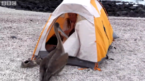 Pesky Pelican Invades Tent