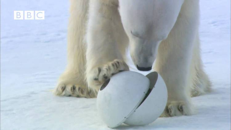 Polar Bear Playing