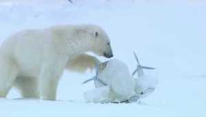 Polar Bear Righting BBC Blizzardcam