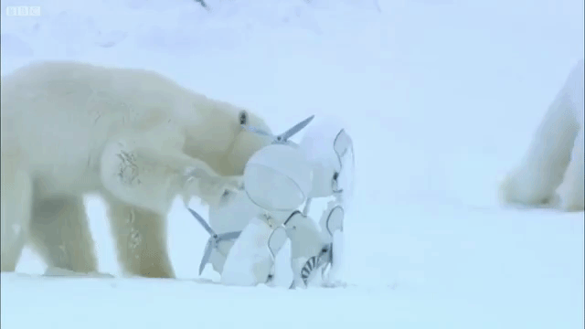 Polar Bear Tryst BBC Camera on Skis