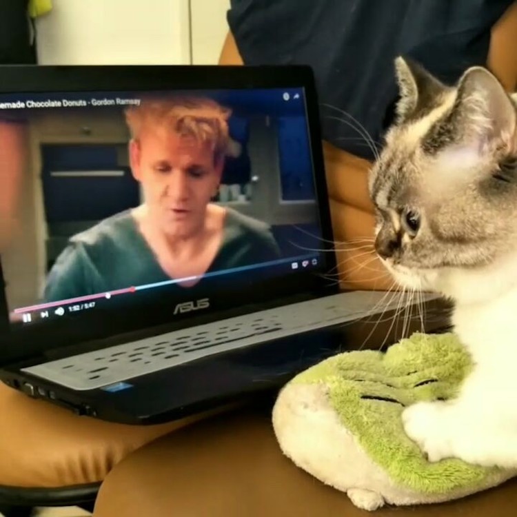 pooky-watching-gordon-ramsay1.jpg