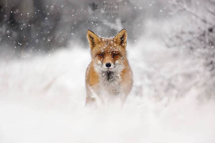 red-fox-in-blizzard.jpg