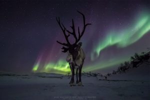 Reindeer Aurora