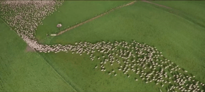 Sheep Being Herded