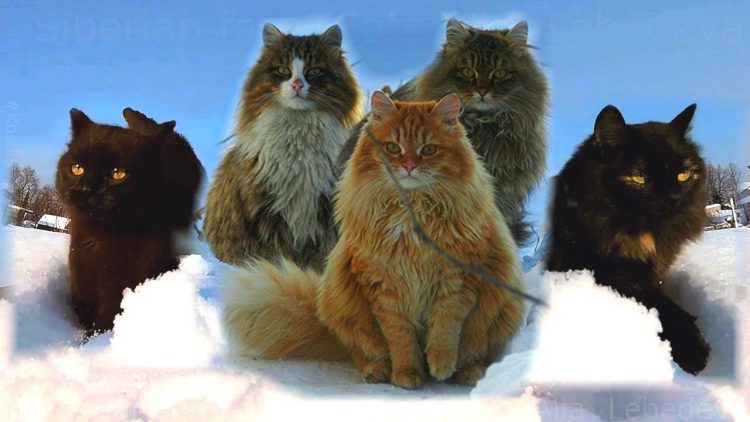 siberian-farm-cats-e1513803256915.jpg