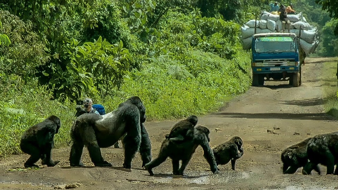 Silverback Gorilla Blocks Road for Family Crossing