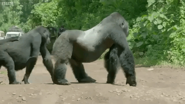 Proud Silverback Gorilla Stands in the Middle of the Road to Block Traffic  So His Family Can Safely Cross