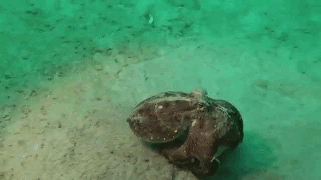 Tidy Octopus