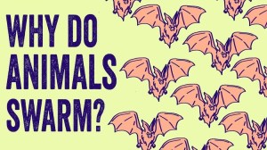 Why Do Animals Swarm