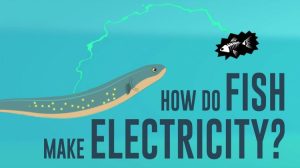 Electric Fish