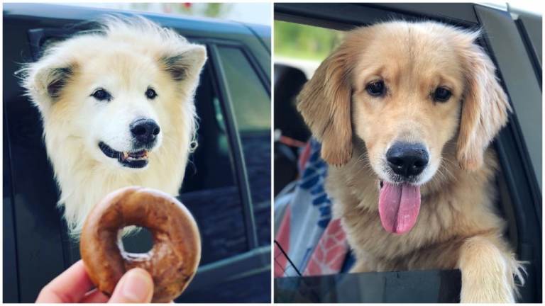 Bagel Dogs