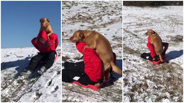 Dog Piggyback Sled Ride