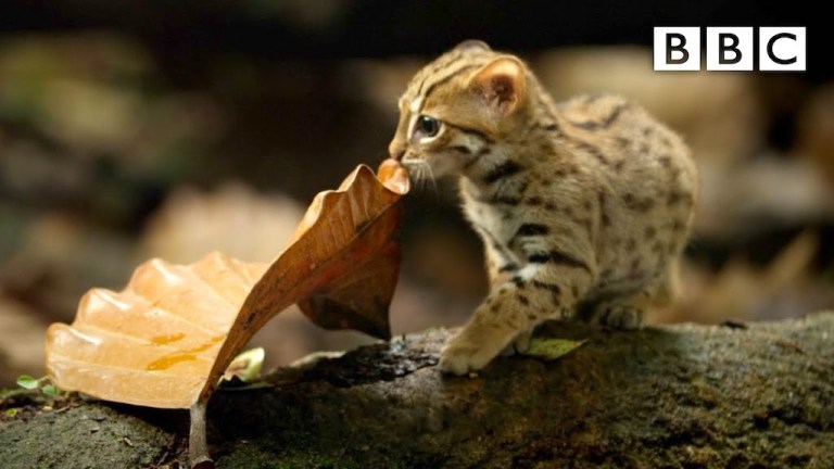 Rusty Spotted Cat