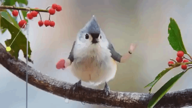 A Hilarious Compilation of Real Birds With Wacky Arms