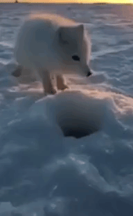 Arctic Fox Digging at Ice Hole