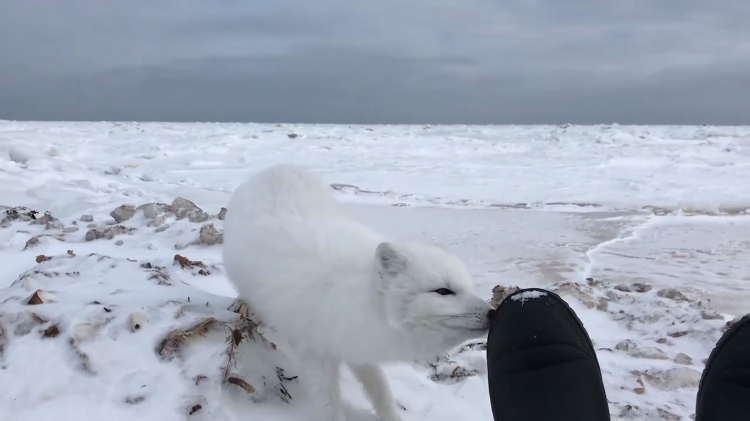 Arctic Fox Smelling Shoe Saying Hi