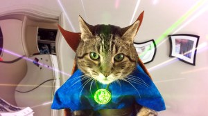Benedict CumberCat Takes Their Human to Another Realm in a Mind-Bending Doctor Stranger Parody