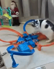 Cat Chases Hot Wheels Car