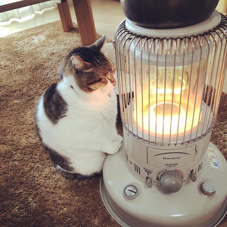 Cat Heater