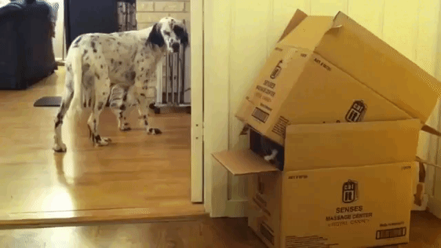 Cat Peeks Out Between Two Boxes at Dalmation