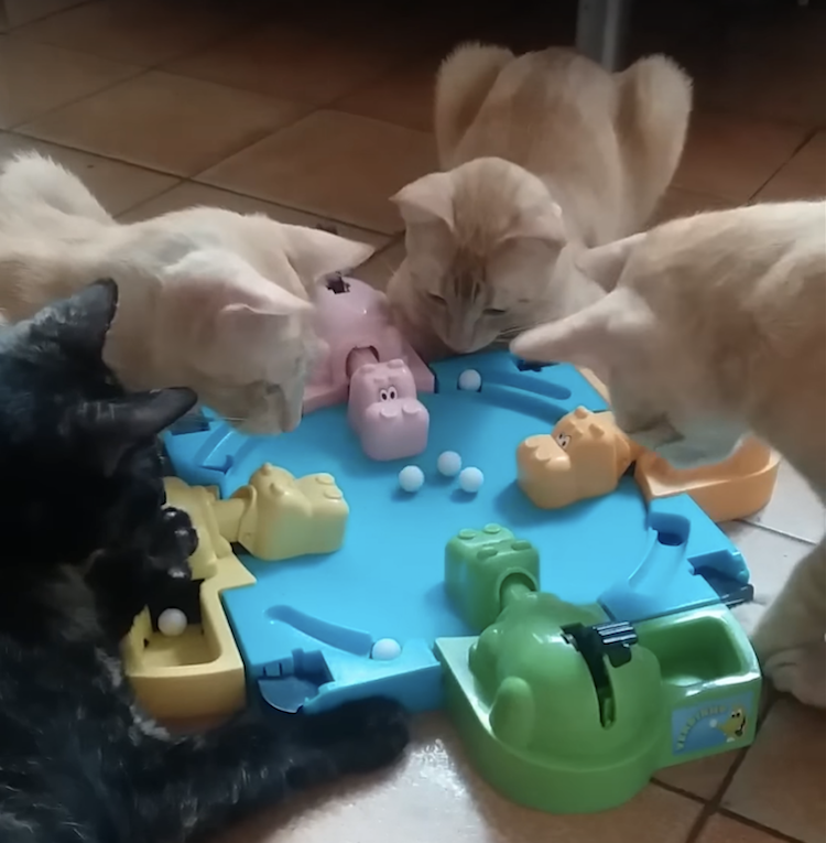 cats-play-hungry-hungry-hippo.png