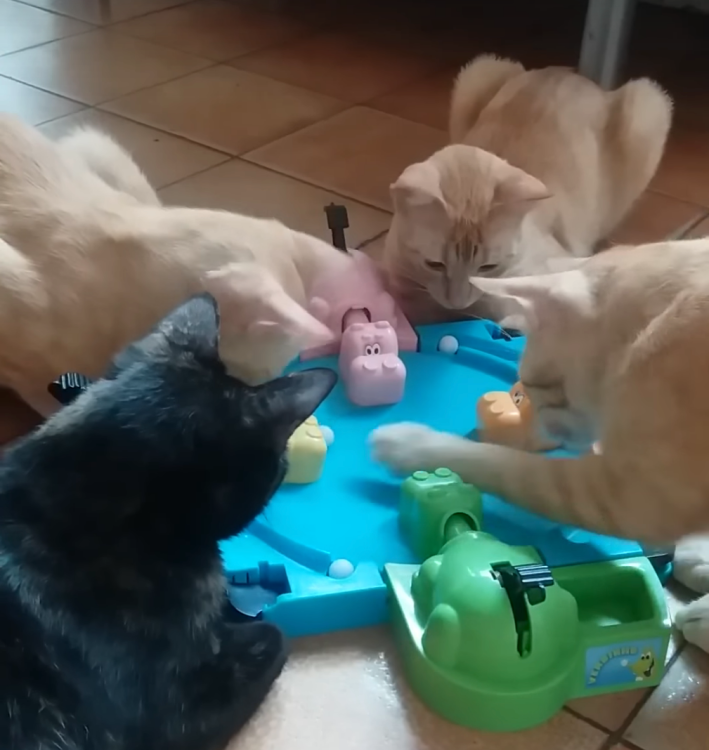 Cats Playing Hungry Hungry Hippo