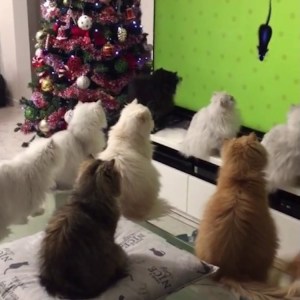 Cats Watch TV