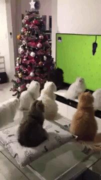 Cats Watching TV